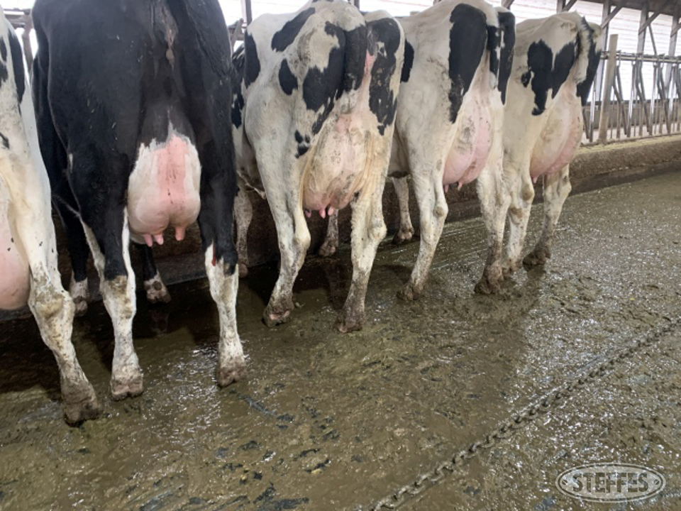 (12) Holstein cows
